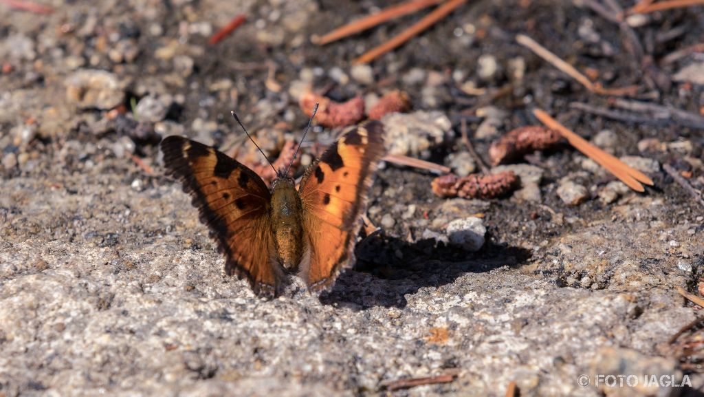 Kalifornien - September 2018
Schmetterling am Tenaya Lake
Yosemite National Park - Wawona