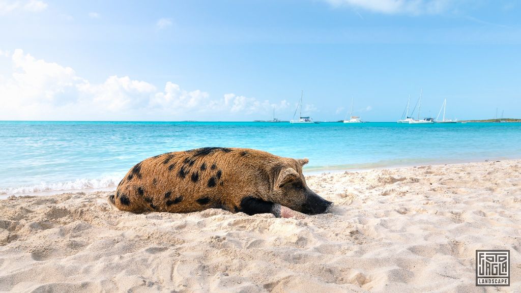 Exuma (Black Point), Bahamas
Schwimmende Schweine am Strand