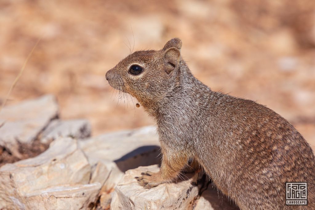 Little squirrel at the Mohave Point in Grand Canyon Village
Arizona, USA 2019