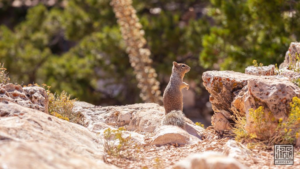 Cute squirrel at the Mohave Point in Grand Canyon Village
Arizona, USA 2019