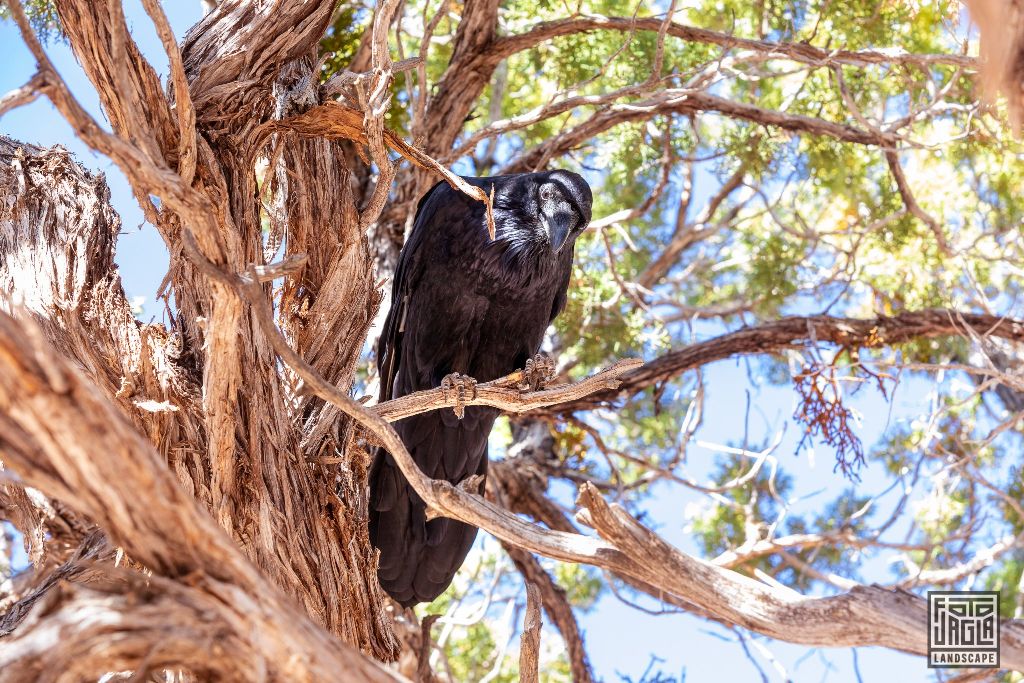 Crow sitting on a dead tree long the Desert View Drive in Grand Canyon Village
Arizona, USA 2019