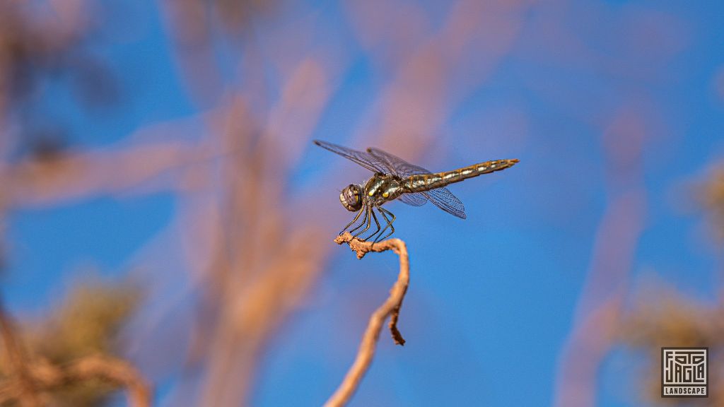 Dragonfly
Arizona, USA 2019
