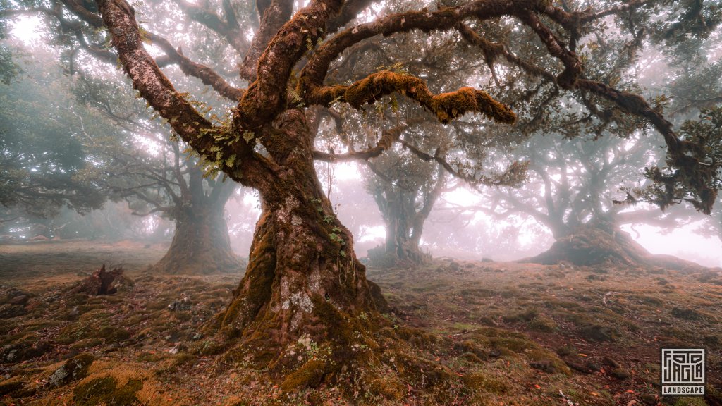 Der mystische Feenwald Fanal
Wundersamer Lorbeerwald mit Wolken und Nebel
Madeira (Portugal) 2023