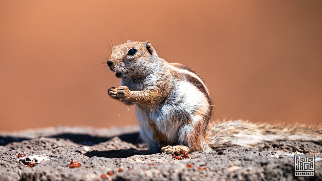 Eichhrnchen (Atlashrnchen) am Aussichtspunkt Mirador Risco de las Peas
Fuerteventura, Spanien 2023