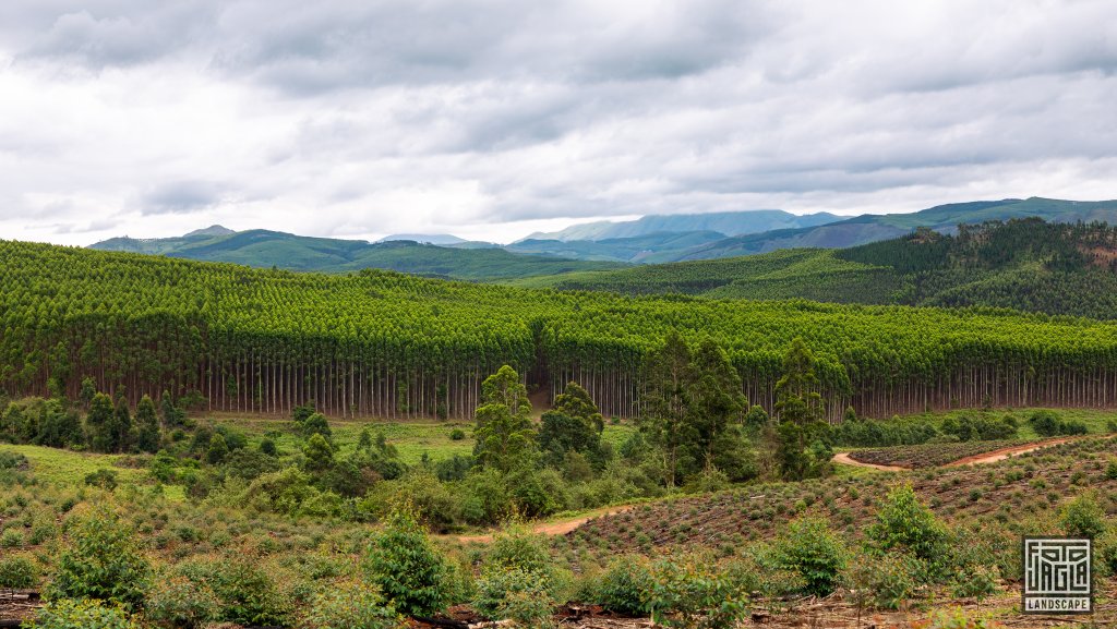 Wunderschne Landschaft am Piggs Peak
Knigreich Eswatini