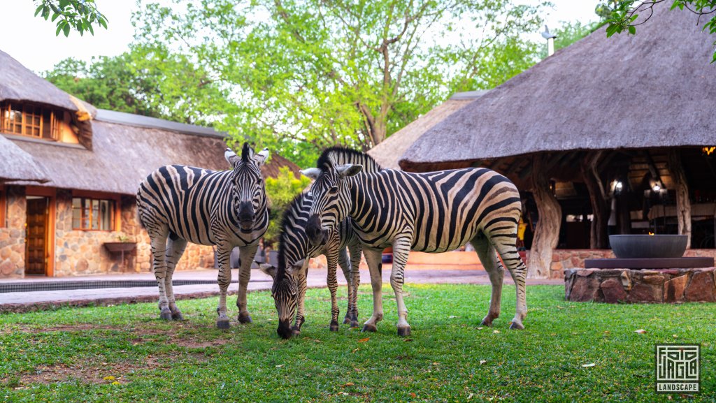 Zebras ganz nahe am Pool der Lodge
Blyde River Canyon Lodge
Sdafrika