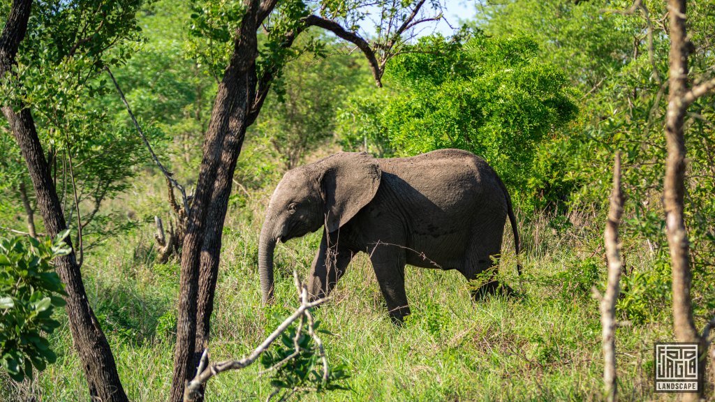 Ein junger afrikanischer Elefant
Safari-Tour im Manyeleti Game Reserve (The Orpen Kruger)
Sdafrika