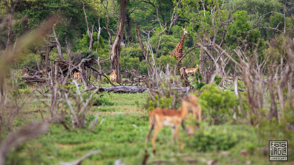 Giraffe und Impalas
Kruger National Park
Sdafrika