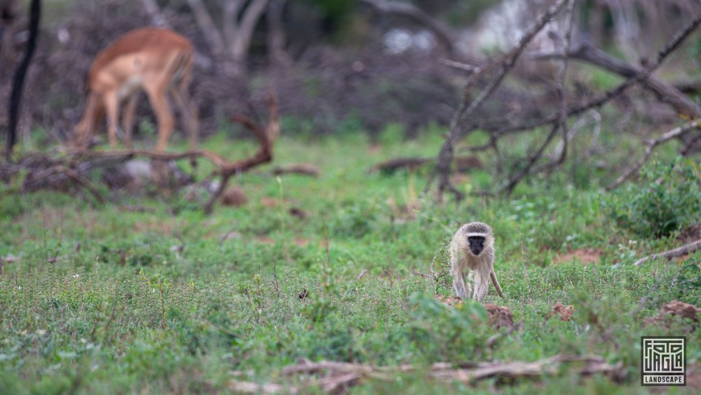 Sdliche Grnmeerkatze (Chlorocebus Pygerythrus)
Kruger National Park
Sdafrika