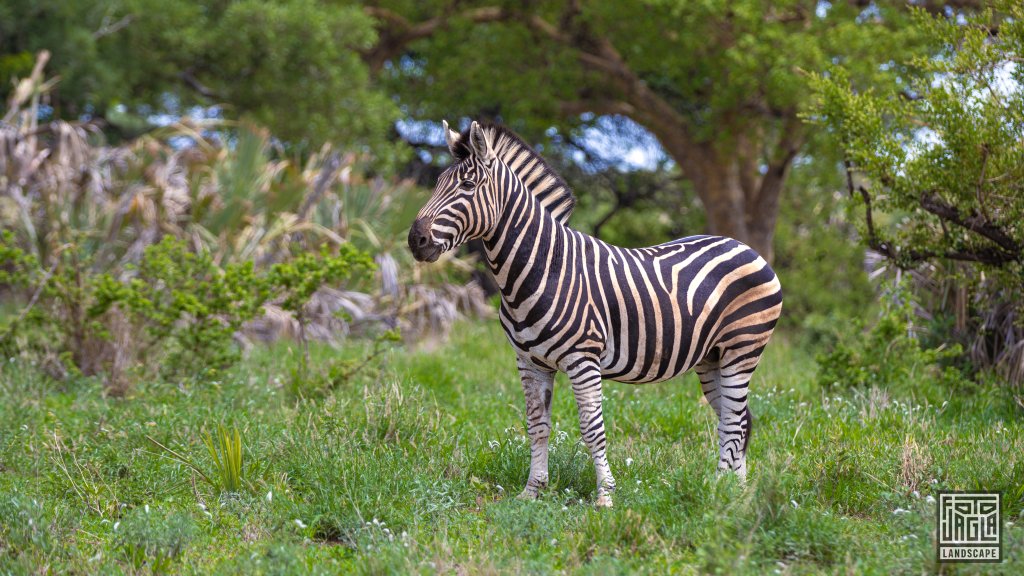 Wildes Zebra in der grnen Natur
Kruger National Park
Sdafrika