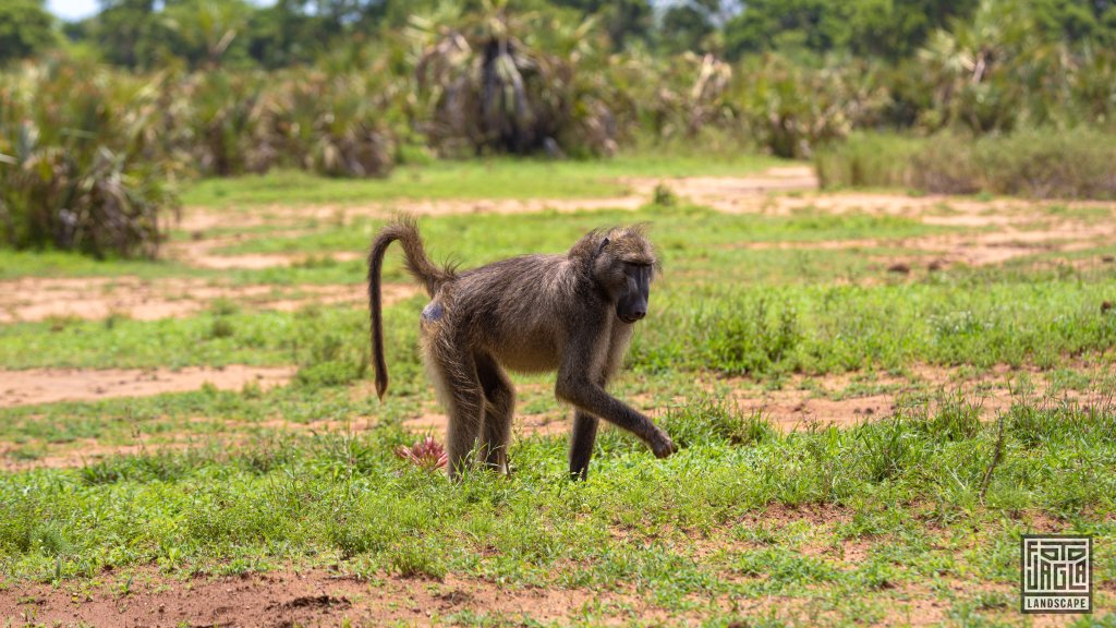 Ein Pavian (Baboon) auf Futtersuche
Kruger National Park
Sdafrika