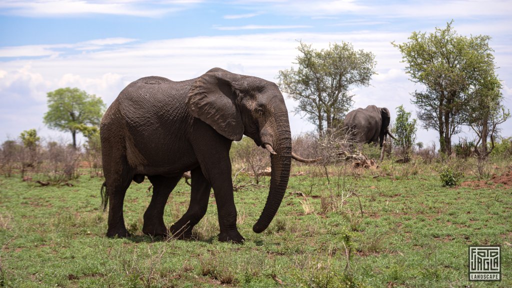 Afrikanischer Elefant
Kruger National Park
Sdafrika