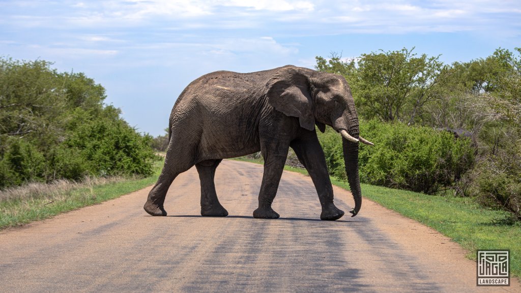 Afrikanischer Elefant kreuzt eine Strae
Kruger National Park
Sdafrika