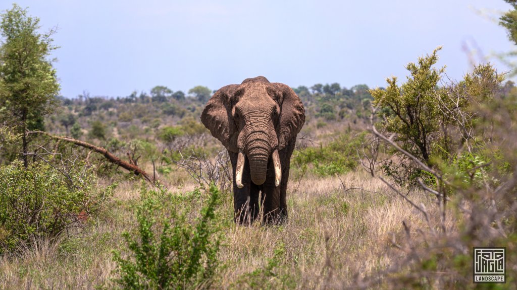 Afrikanischer Elefant
Kruger National Park
Sdafrika