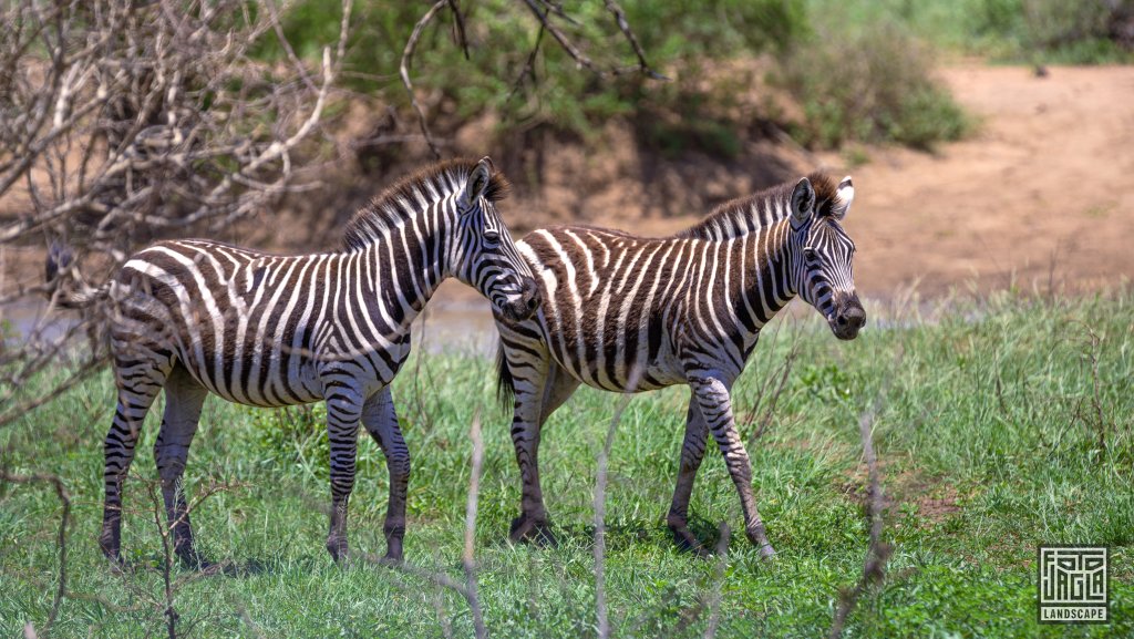 Zebras
Kruger National Park
Sdafrika