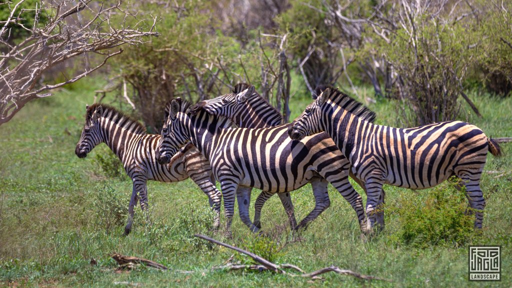 Zebras
Kruger National Park
Sdafrika