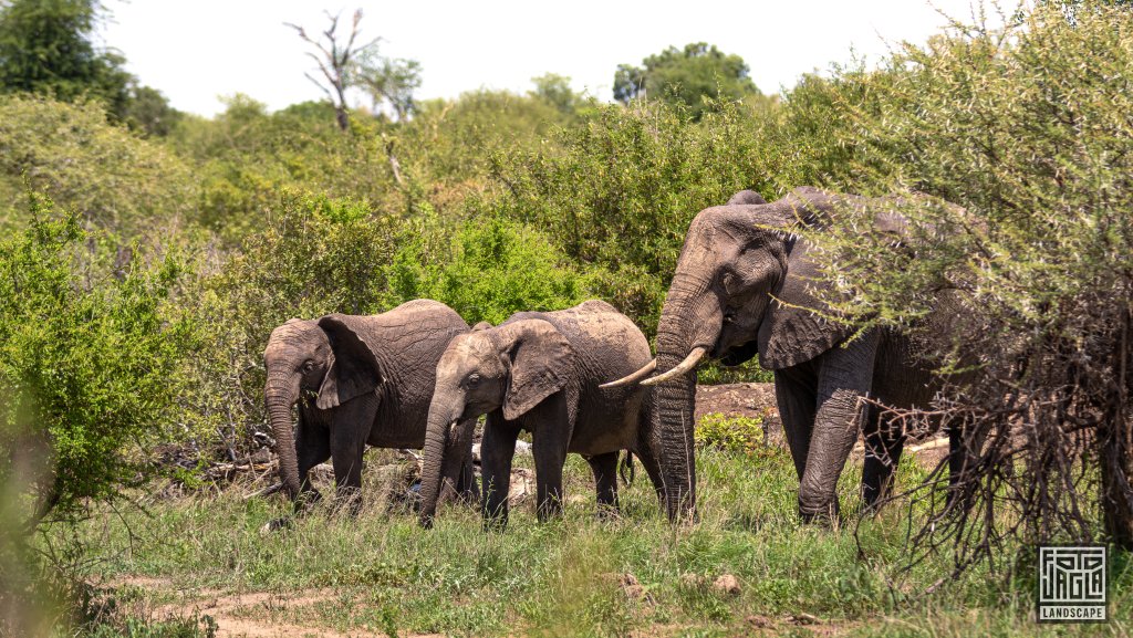 Afrikanische Elefantenfamilie mit Elefantenbaby
Kruger National Park
Sdafrika