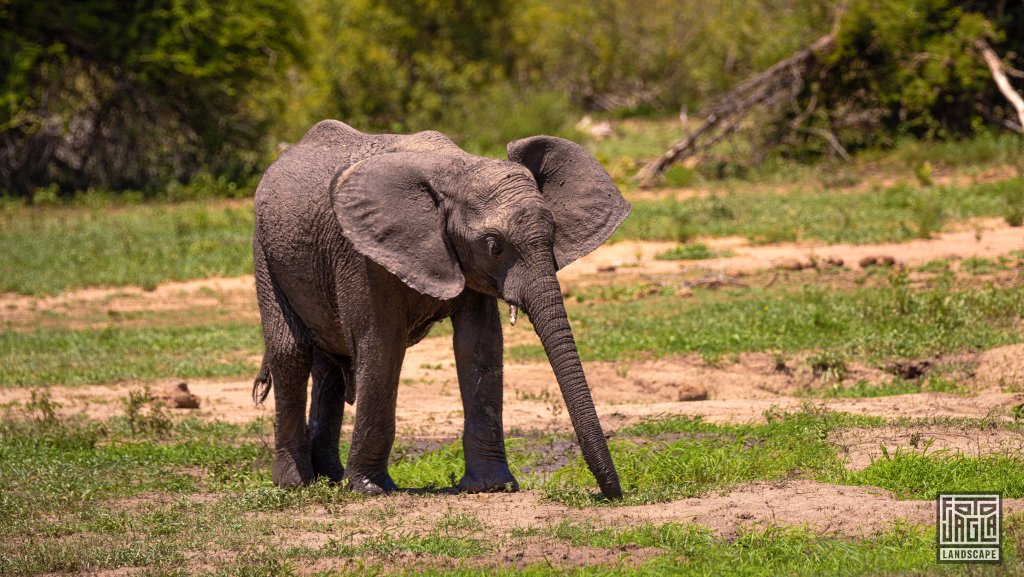 Kleines Elefantenbaby spielt im Schlamm
Kruger National Park
Sdafrika