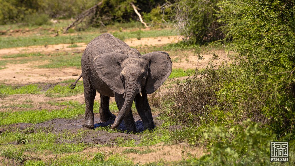 Kleines Elefantenbaby spielt im Schlamm
Kruger National Park
Sdafrika