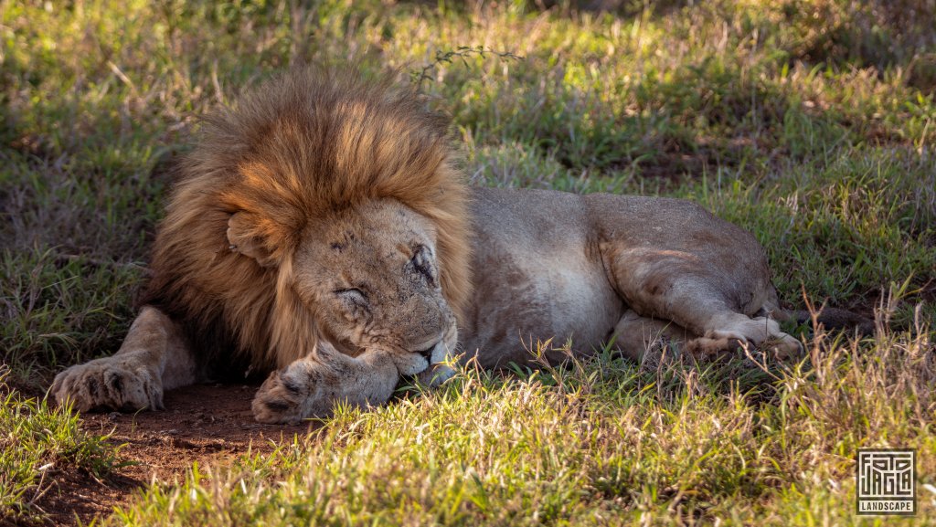 Wilder Lwe schlft in der Sonne
Safari im Manyoni Private Game Reserve in KwaZulu-Natal
Sdafrika