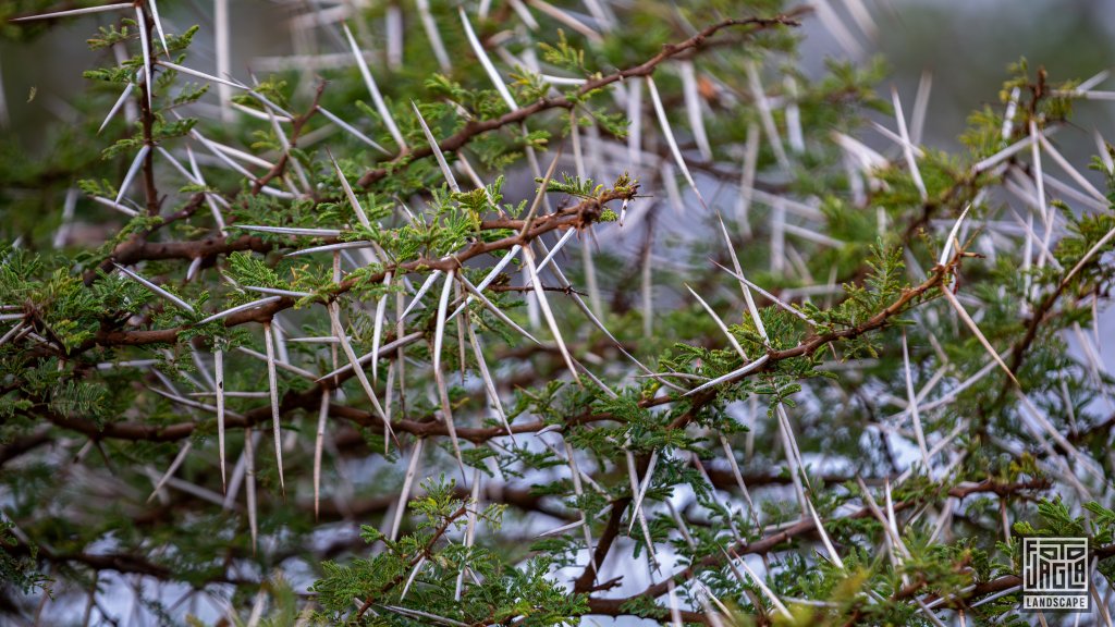 Umbrella Thorn Acacia (Vachellia Tortilis)
Baum mit langen spitzen weien Dornen
Sdafrika