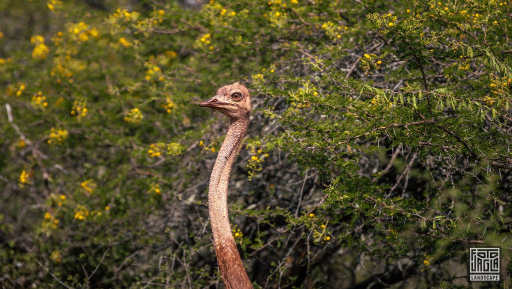 Afrikanischer Vogelstrau (Struthio Camelus Australis) running on along a dirt road
Safari im Manyoni Private Game Reserve in KwaZulu-Natal
Sdafrika