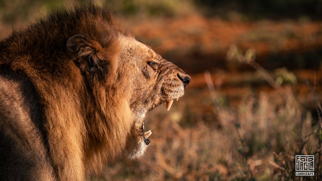 Wilder brllender Lwe bei Sonnenuntergang
Safari im Manyoni Private Game Reserve in KwaZulu-Natal
Sdafrika