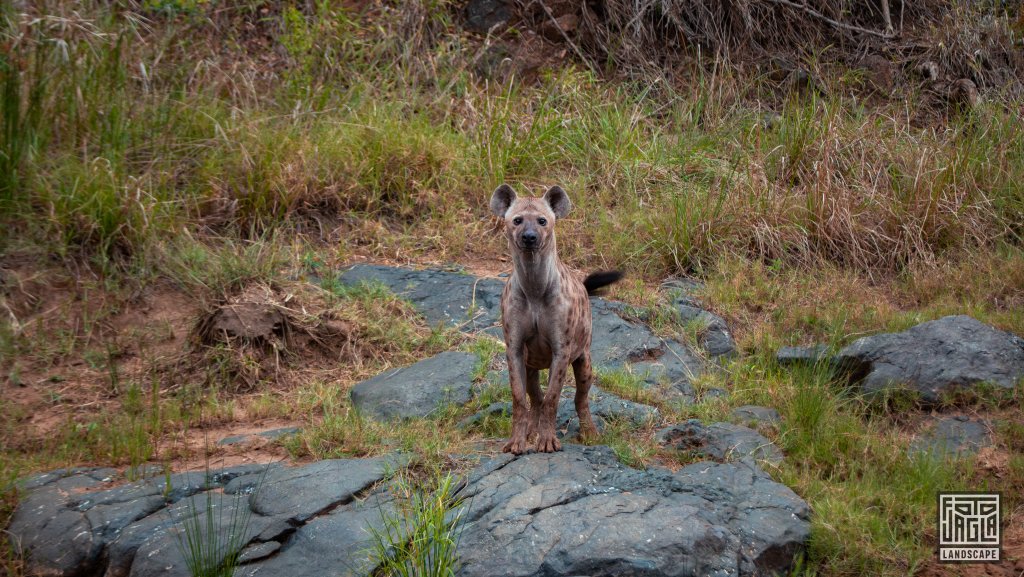 Eine wilde Hyne (Hyaenidae)
Safari im Manyoni Private Game Reserve in KwaZulu-Natal
Sdafrika