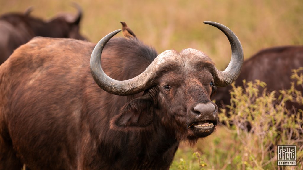 Ein Afrikanischer Kaffernbffel (Syncerus Caffer)
Safari im Manyoni Private Game Reserve in KwaZulu-Natal
Sdafrika