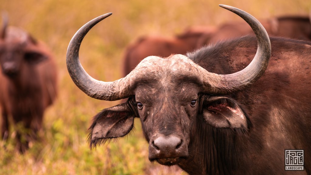 Ein Afrikanischer Kaffernbffel (Syncerus Caffer)
Safari im Manyoni Private Game Reserve in KwaZulu-Natal
Sdafrika