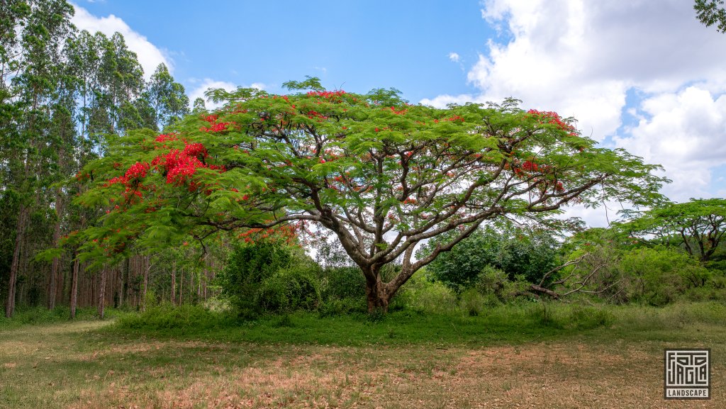 Wunderschner Baum mit roten Blten
KwaZulu-Natal
South Africa