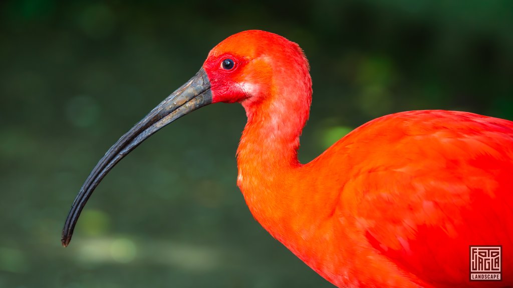 Scharlachsichler (Eudocimus Ruber)
Birds Of Eden, Plettenberg Bay 
Sdafrika