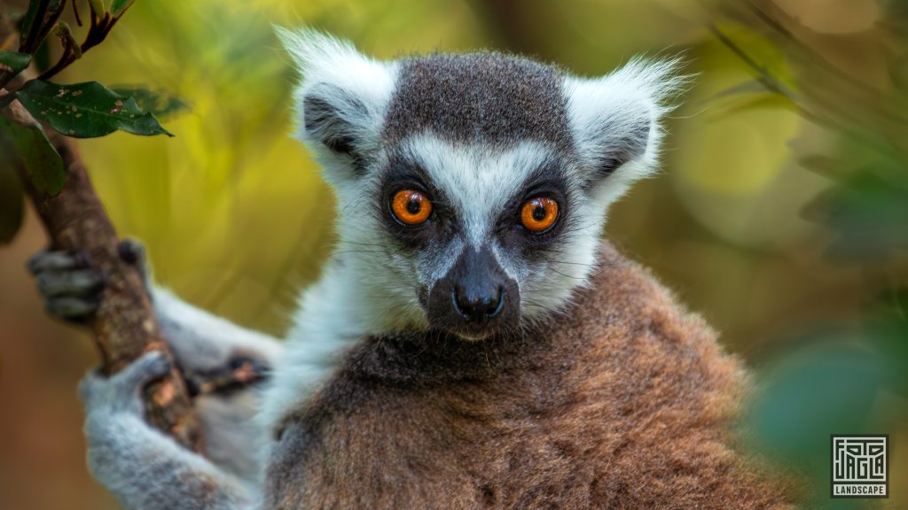 Katta (Lemur Catta)
Monkeyland Primate Sanctuary, Plettenberg Bay
Sdafrika