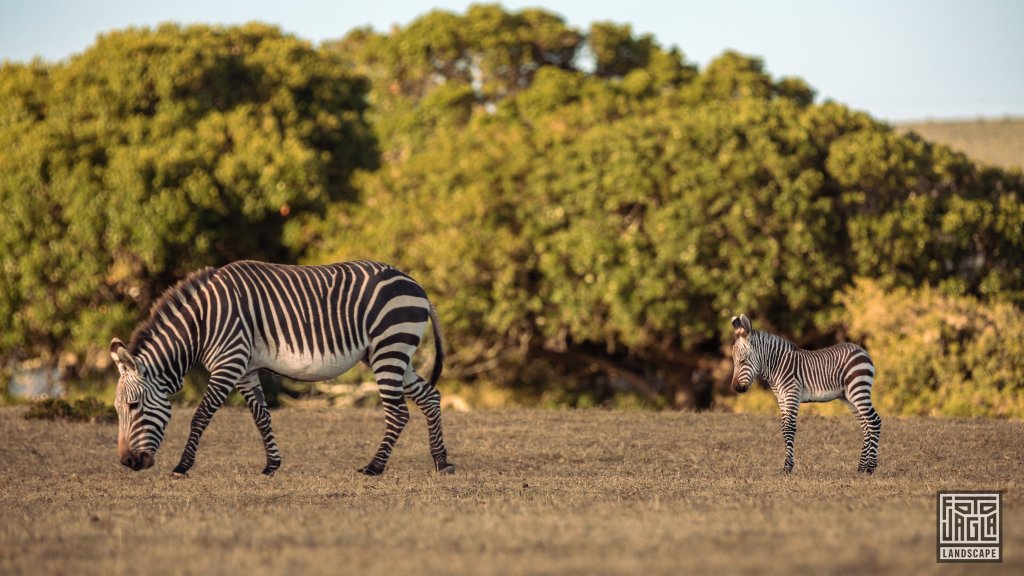 Ein kleines Baby-Zebra mit Mutter
De Hoop Nature Reserve
Sdafrika