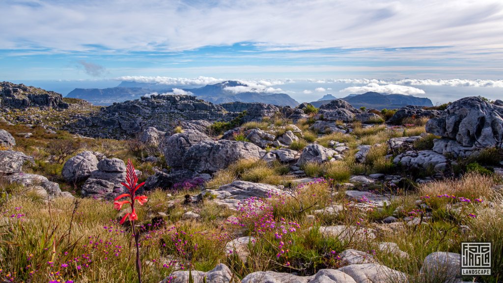 Wunderschne Aussicht vom Table Mountain
Tafelberg in Kapstadt
Sdafrika