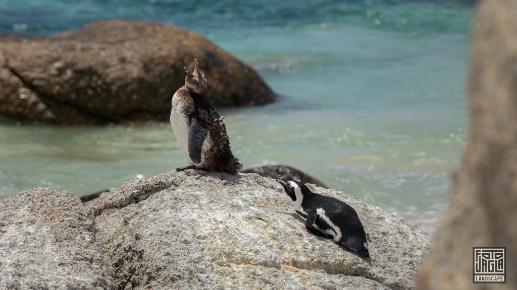 Pinguin Kolonie
Boulders Beach in Simon's Town
Sdafrika