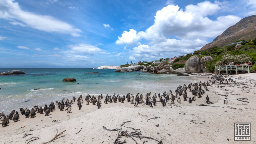 Pinguin Kolonie
Boulders Beach in Simon's Town
Sdafrika