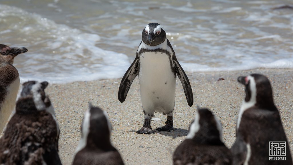 Pinguin Kolonie
Boulders Beach in Simon's Town
Sdafrika