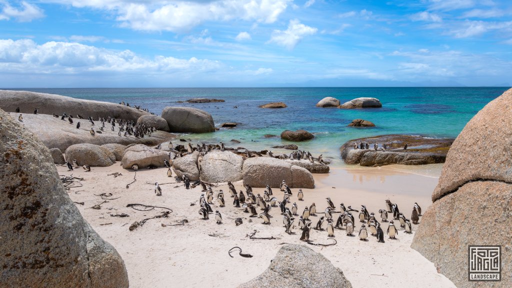 Pinguin Kolonie
Boulders Beach in Simon's Town
Sdafrika