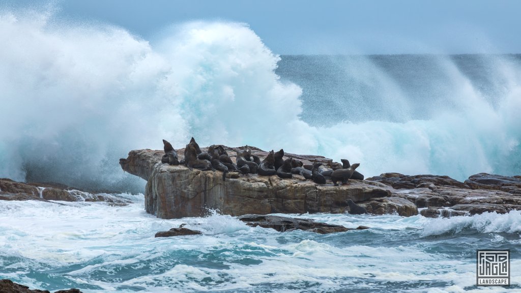 Robben Kolonie am Kap der Guten Hoffnung
Cape Point Nature Reserve, Table Mountain National Park
Sdafrika