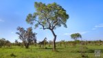 Landschaft Suedafrika