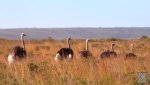 Landschaft Suedafrika