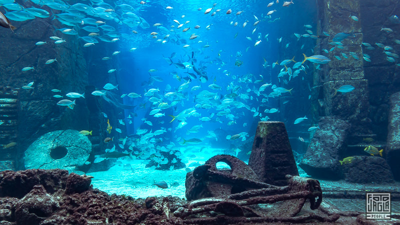 Bahamas Eine Reise Zu Den Schwimmenden Schweinen Auf Exuma